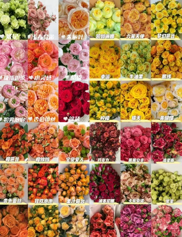 1单【顺丰】包邮[彩色单头玫瑰]混色单头玫瑰 保底2个不同色
