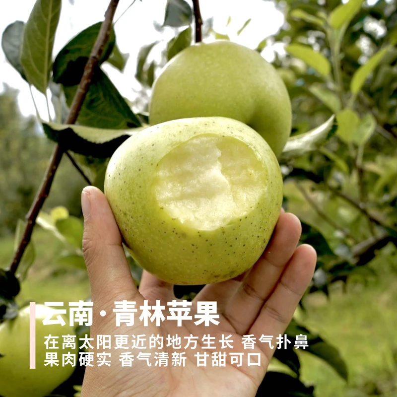 青林苹果 云南王林 不套袋 果肉硬实 甘甜香气独特清新 3斤装