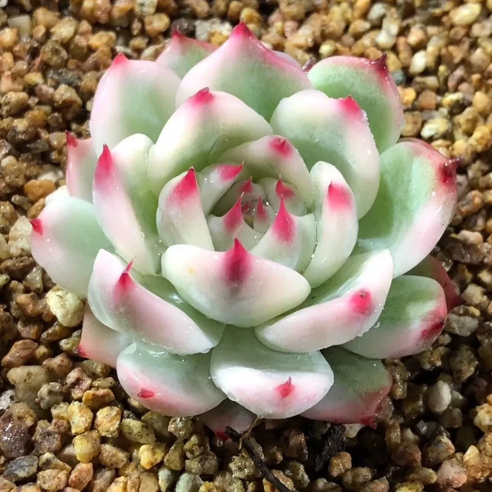 贵货一一一多肉植物仙人球景天老桩法师肉锥鲜花绿植陶瓷花盆