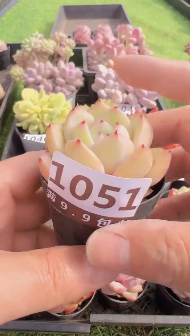 【闪购商品】信福多肉一物一拍