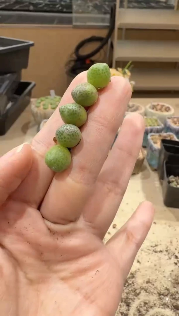 28-114多肉植物肉锥