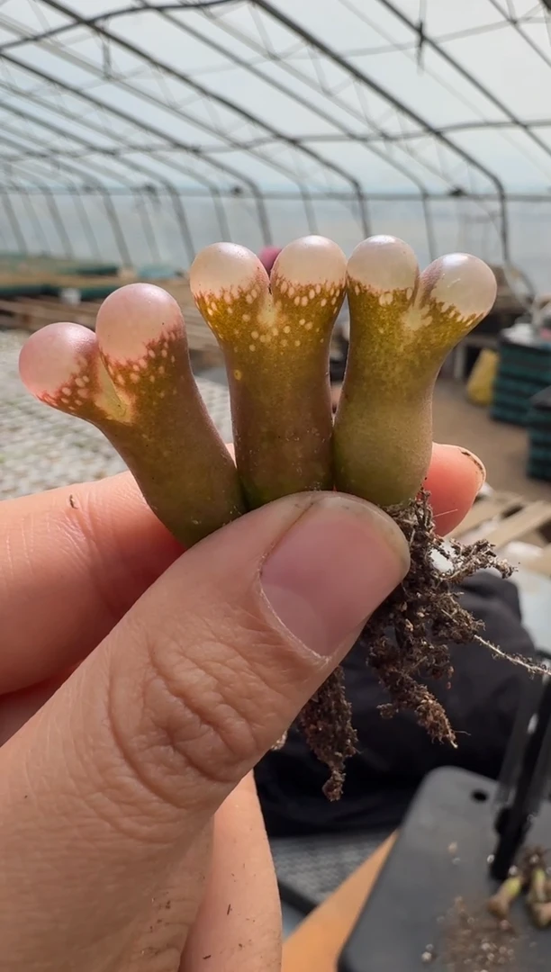 【闪购商品】1/23-10小耳垂一颗