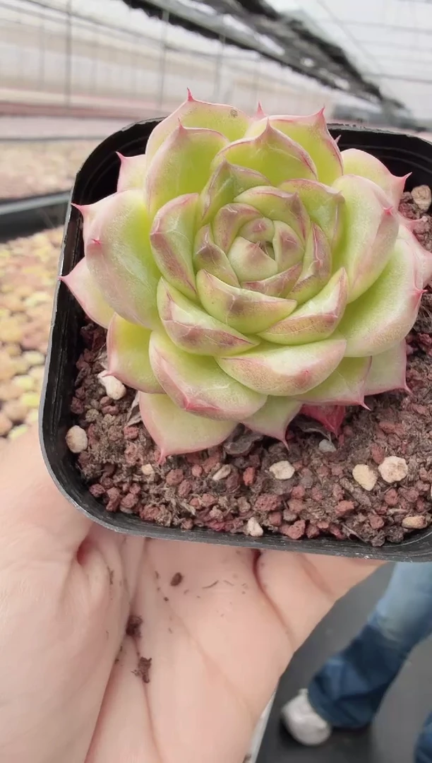 东云多肉园新款-19