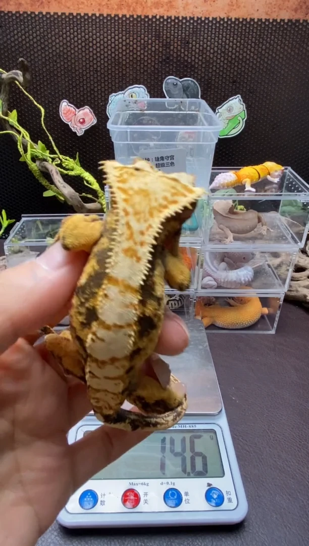 睫角守宫鳞与尾 Scale Tail 爬宠J8