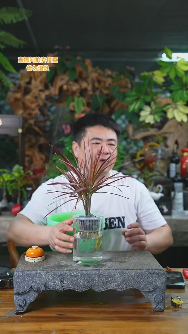 当前无花栽培后可以开花千年木250HT