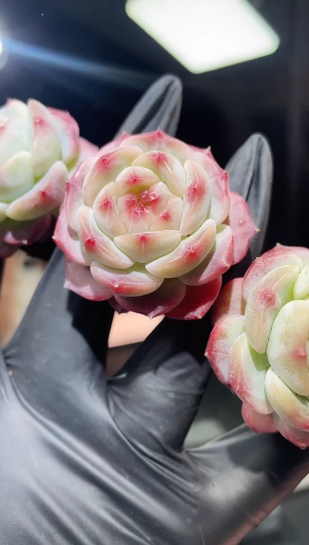 闪购680 未闻花名多肉一颗   3.8-4厘米