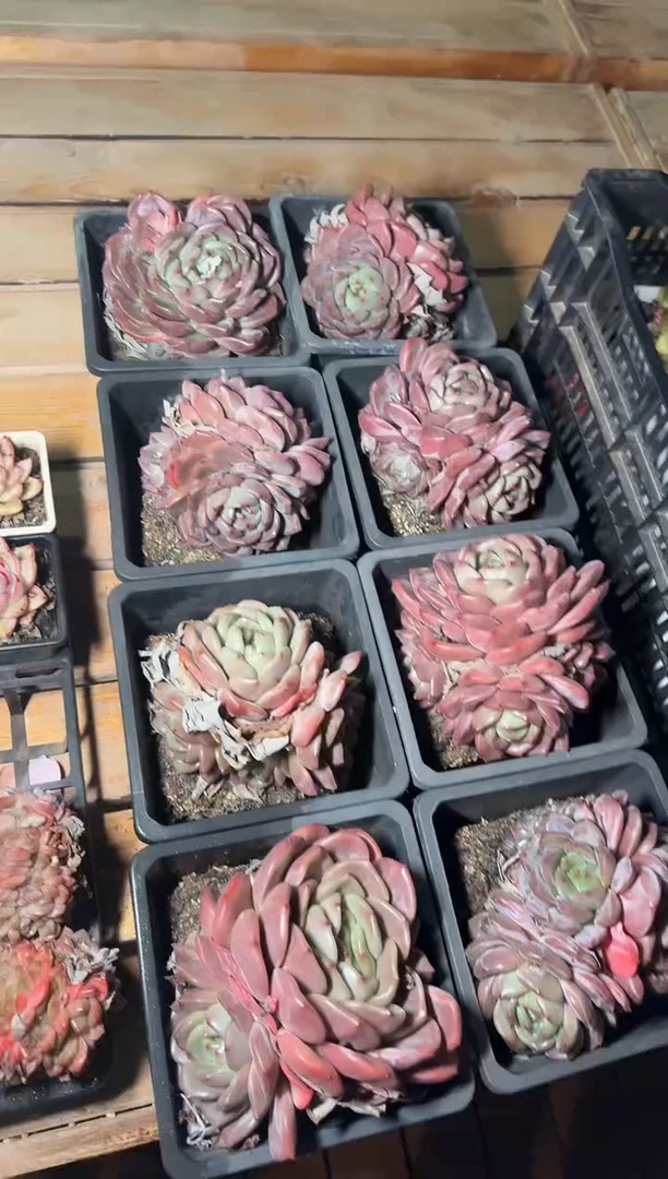 180#3头大Q橙（12-15cm）脱土