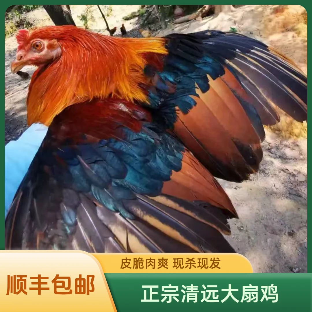 （宰杀好的）正宗清远180天麻鸡、1年大扇鸡各一只 每天现杀现发！