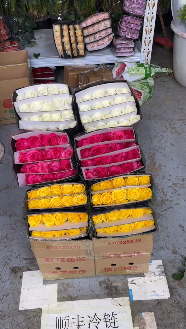 金枝20枝+佛洛依德20枝+骄傲20枝