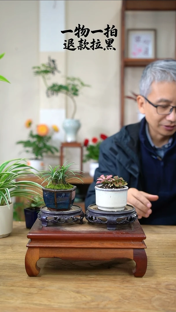 完全开放健****姐玉龙草+网纹草253