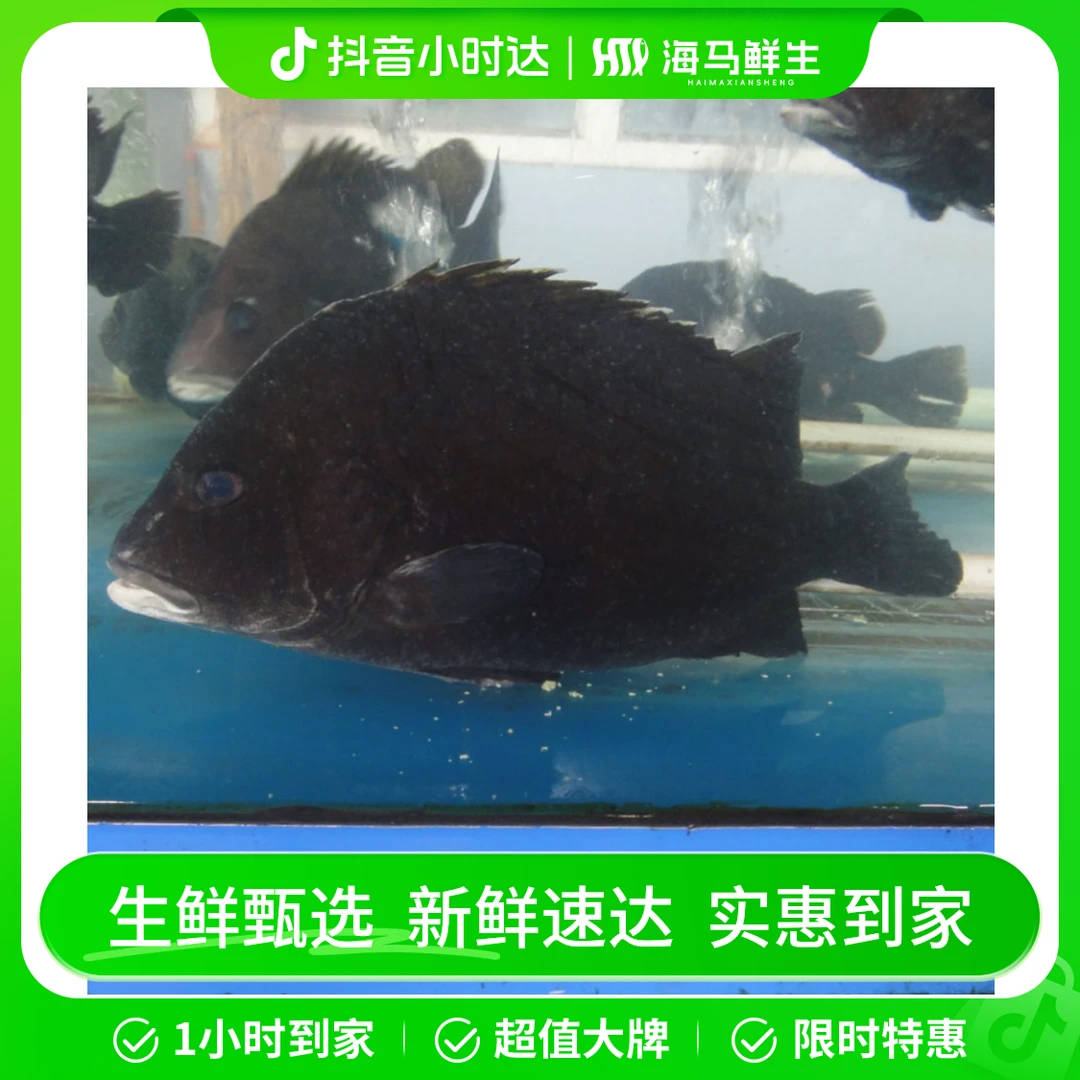 包公鱼1条（1.5斤左右）【打氧活发】