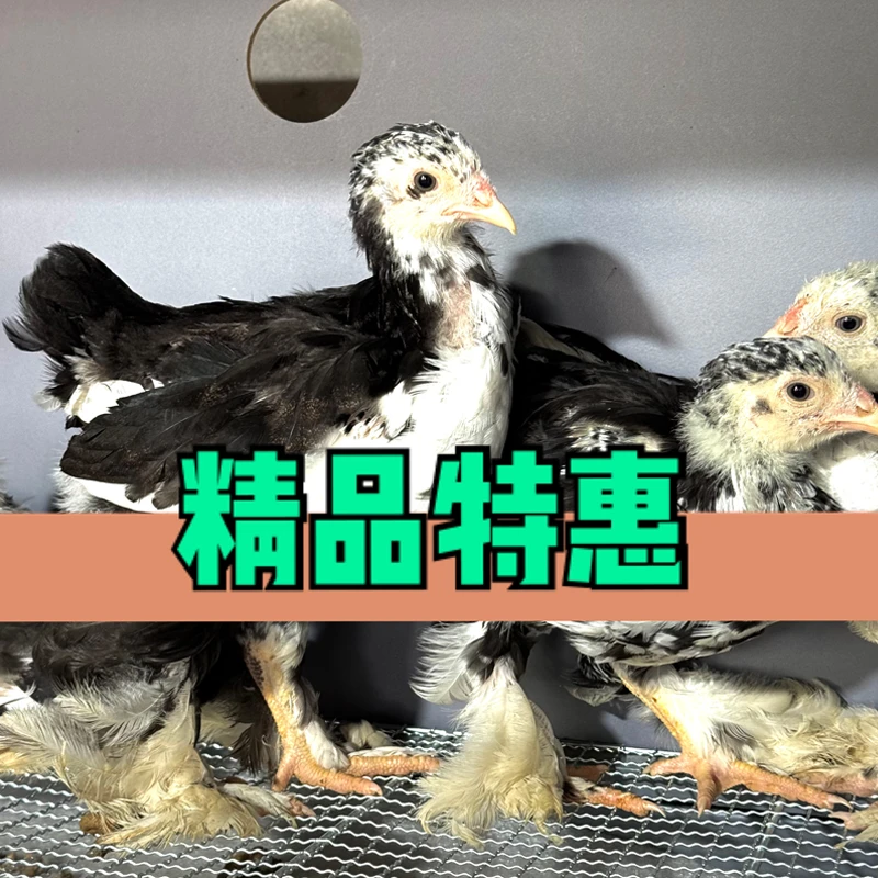 【雪花色】巨型婆罗门鸡精品宠物观赏鸡大体梵天鸡活体适合观赏饲养