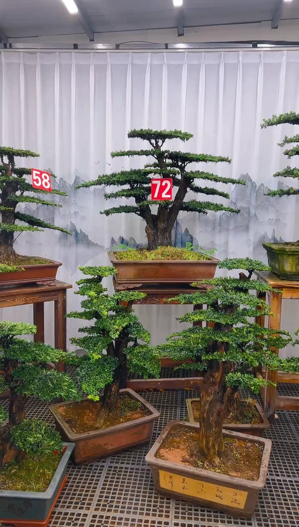 无花朵精品盆景直播间一物一拍