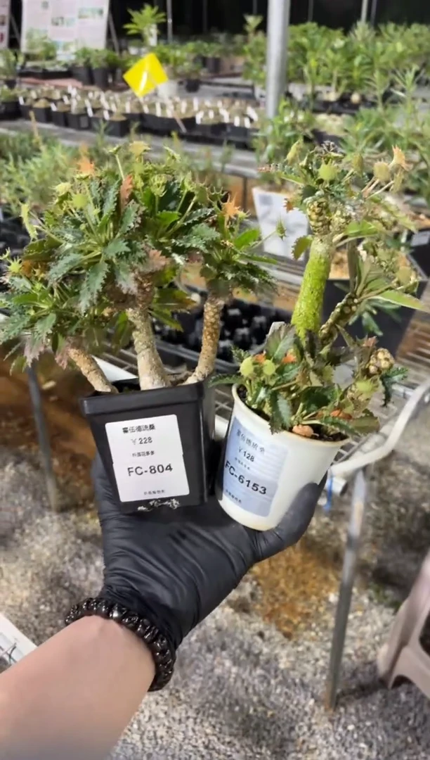千**发霍伍德琉桑FC-804+6153
