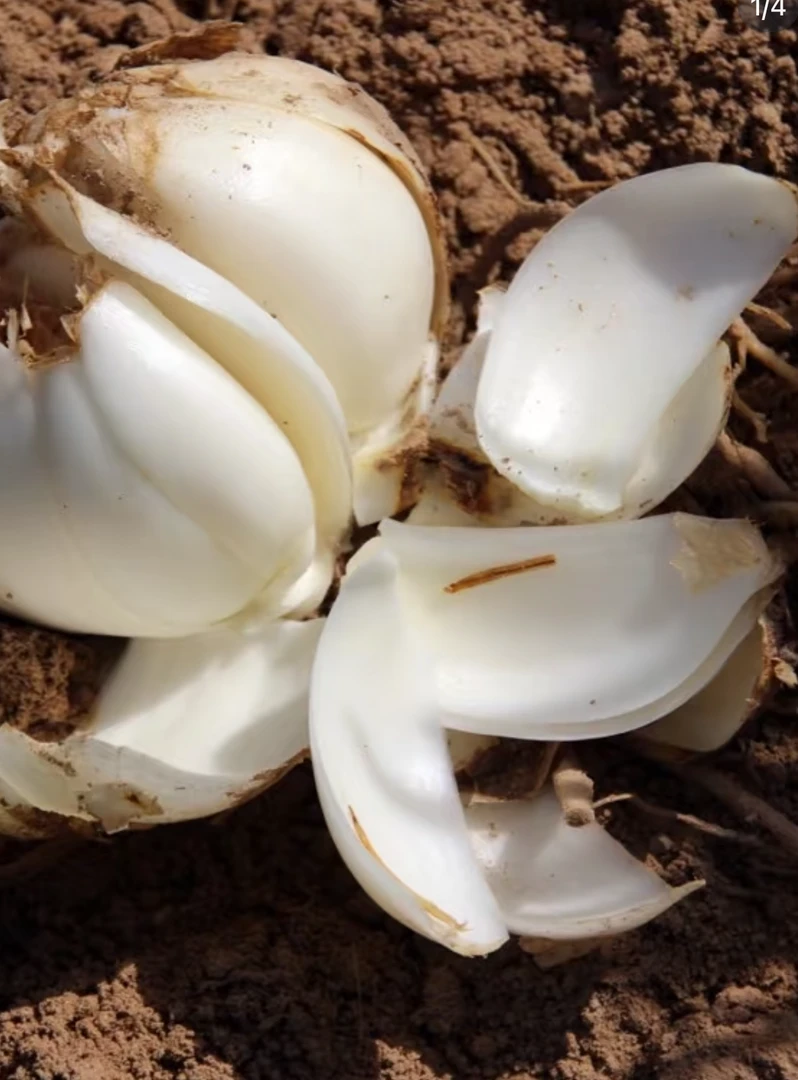 直播改价新鲜百合250克