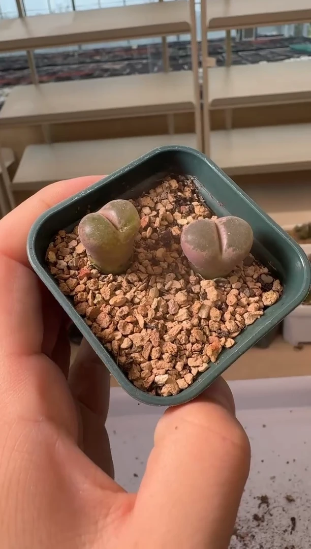 24-39多肉植物肉锥