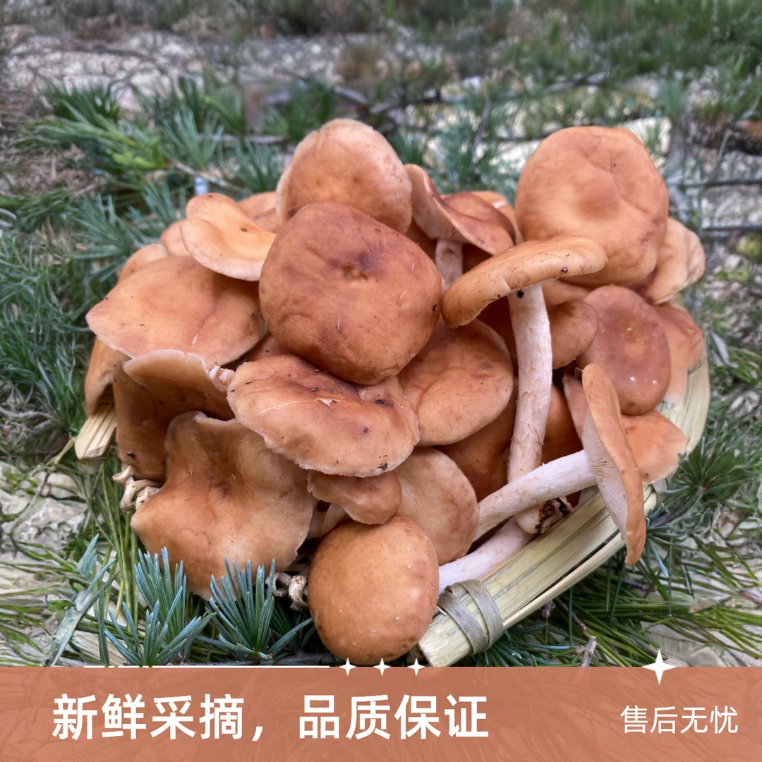 云南菌鲜货 香菌 香蕈 野生香菇可炖汤炒吃火锅