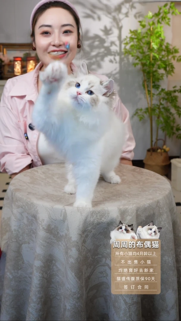 布偶猫周周家的布偶猫链接