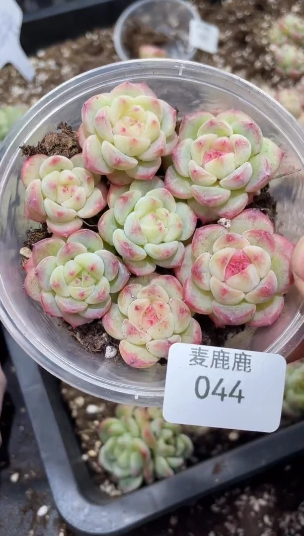 044心碎       量拍