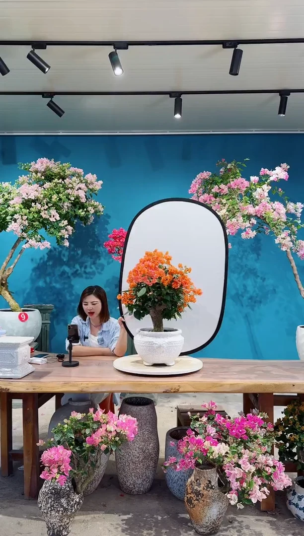 全部花朵爱马仕橙三角梅