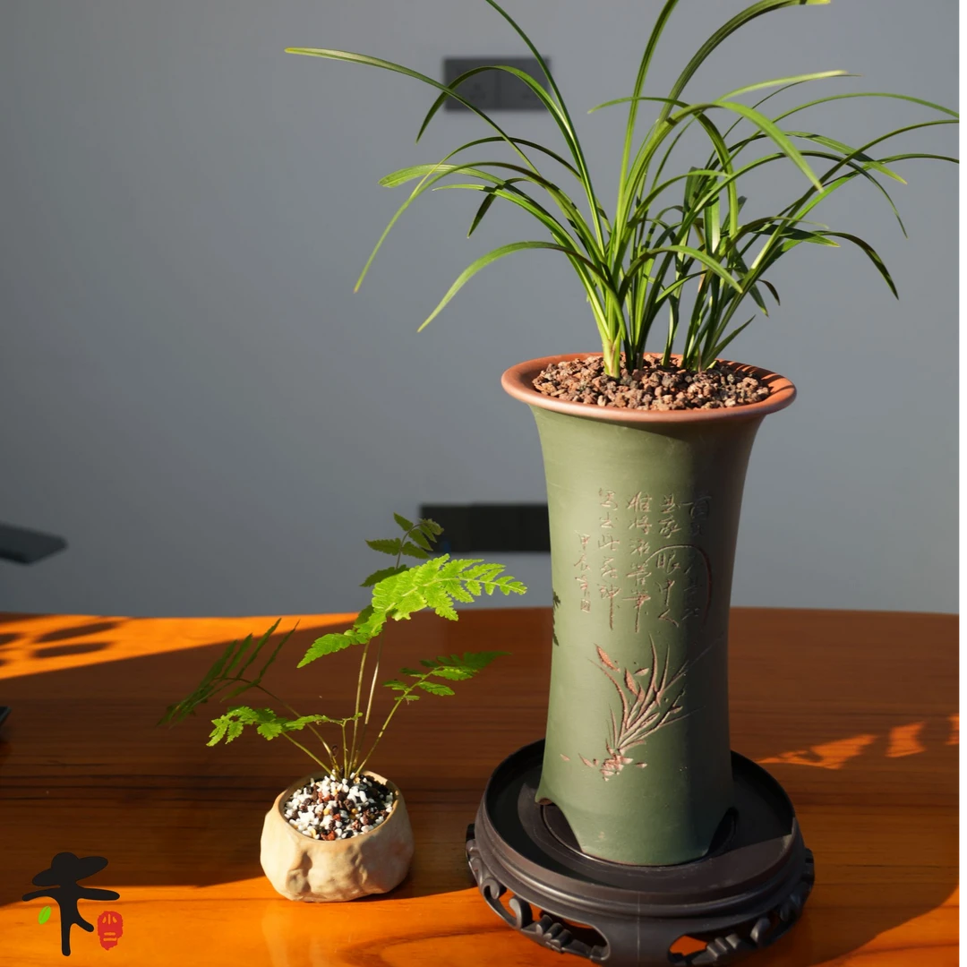 春兰经典老品种宋梅兰花草国兰春兰桌面植物中式高端盆栽花卉盆景