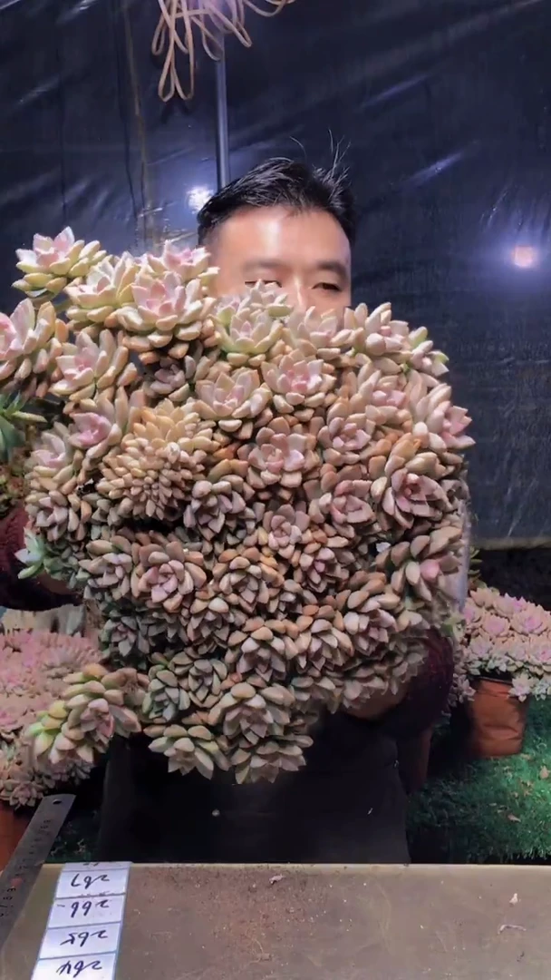 264淡雪缀化一物一拍