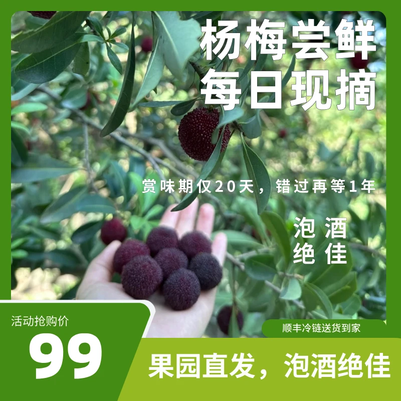 【顺丰直达】现摘现发浙江黑炭杨梅核小肉厚清甜爆汁九分甜约3斤