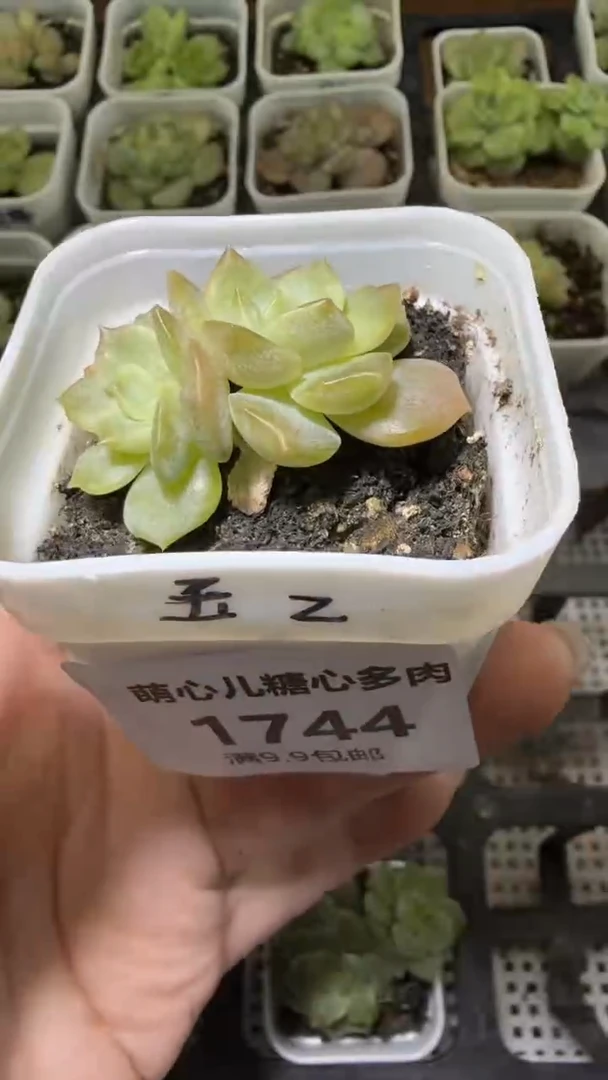 1744  玉簪多肉植物