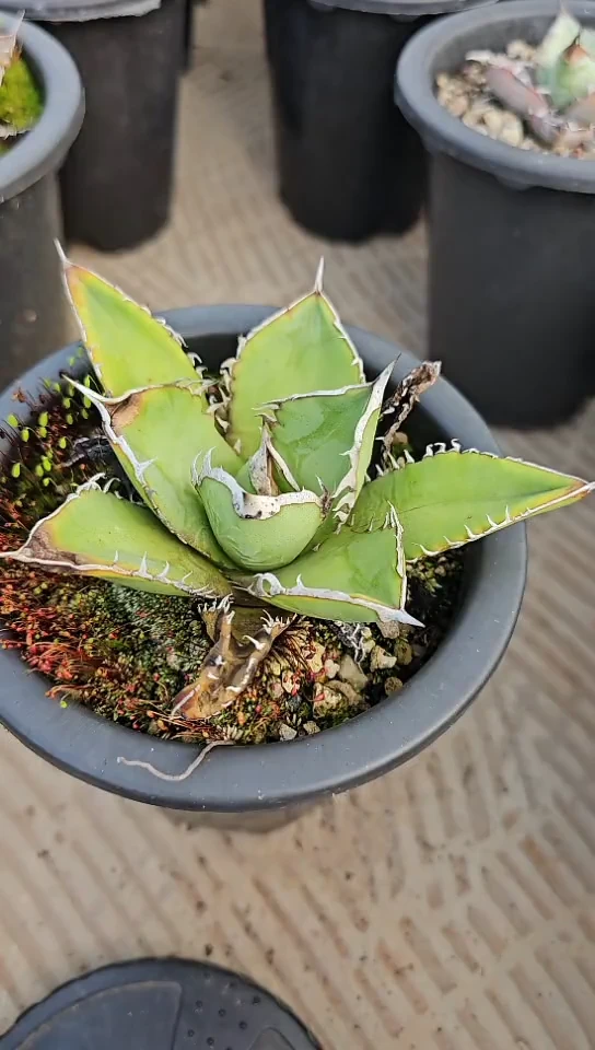 【绿肌籽播实生】有根苗(直播竞拍/基因保证/非组培)