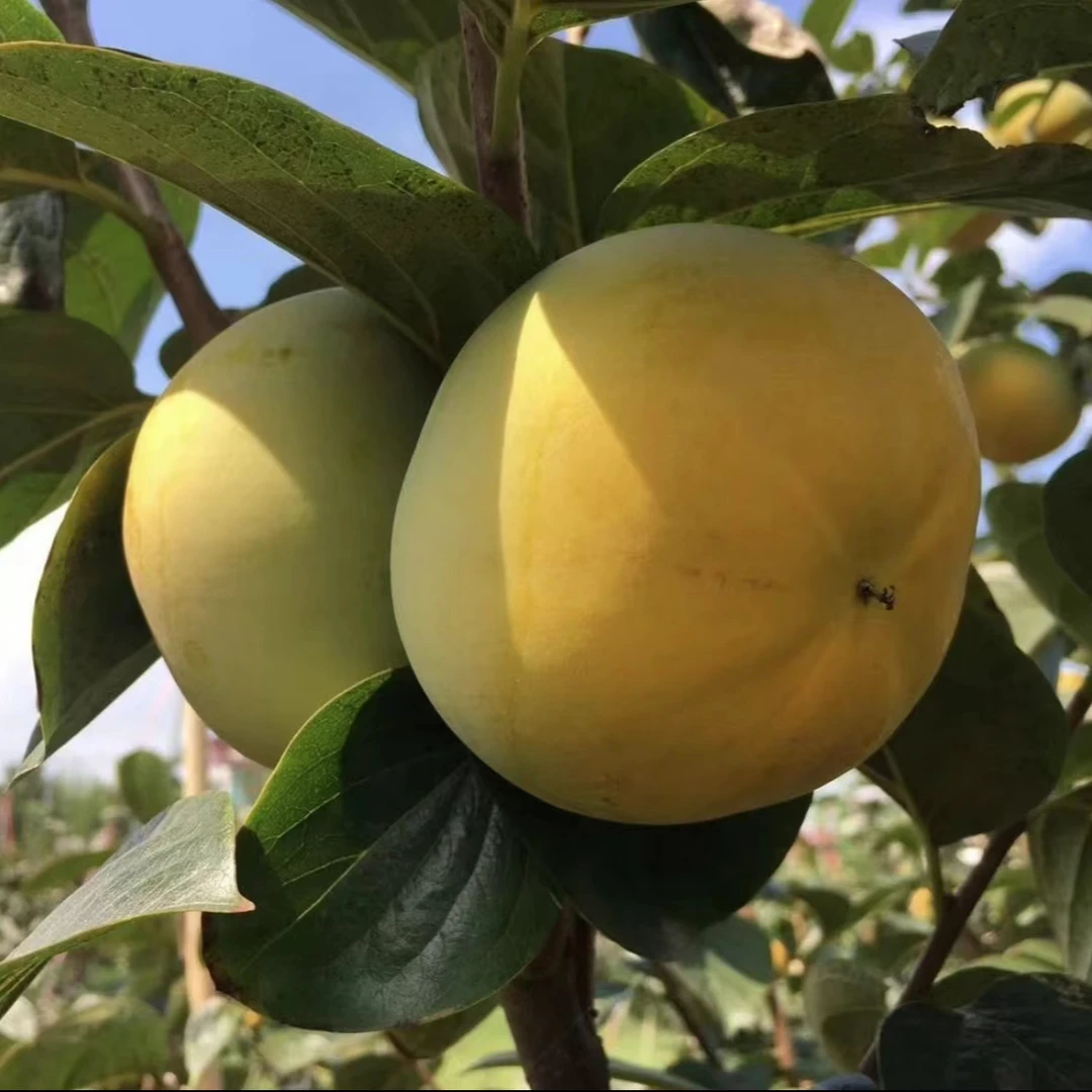 新沂市太秋甜柿基地树苗现挖现发中通快递当天发货