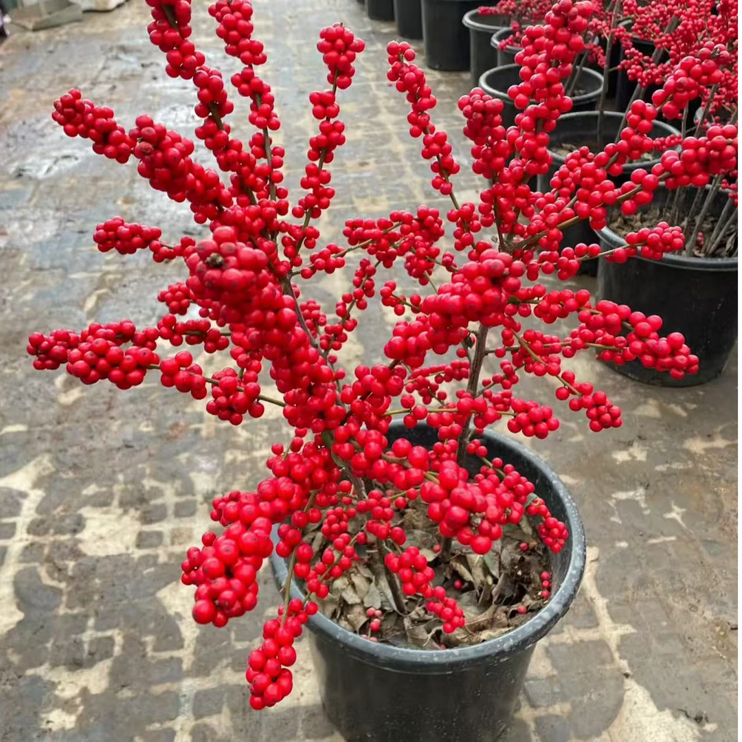 加大加高北美冬青【70-80】好活易养带红果发货耐寒