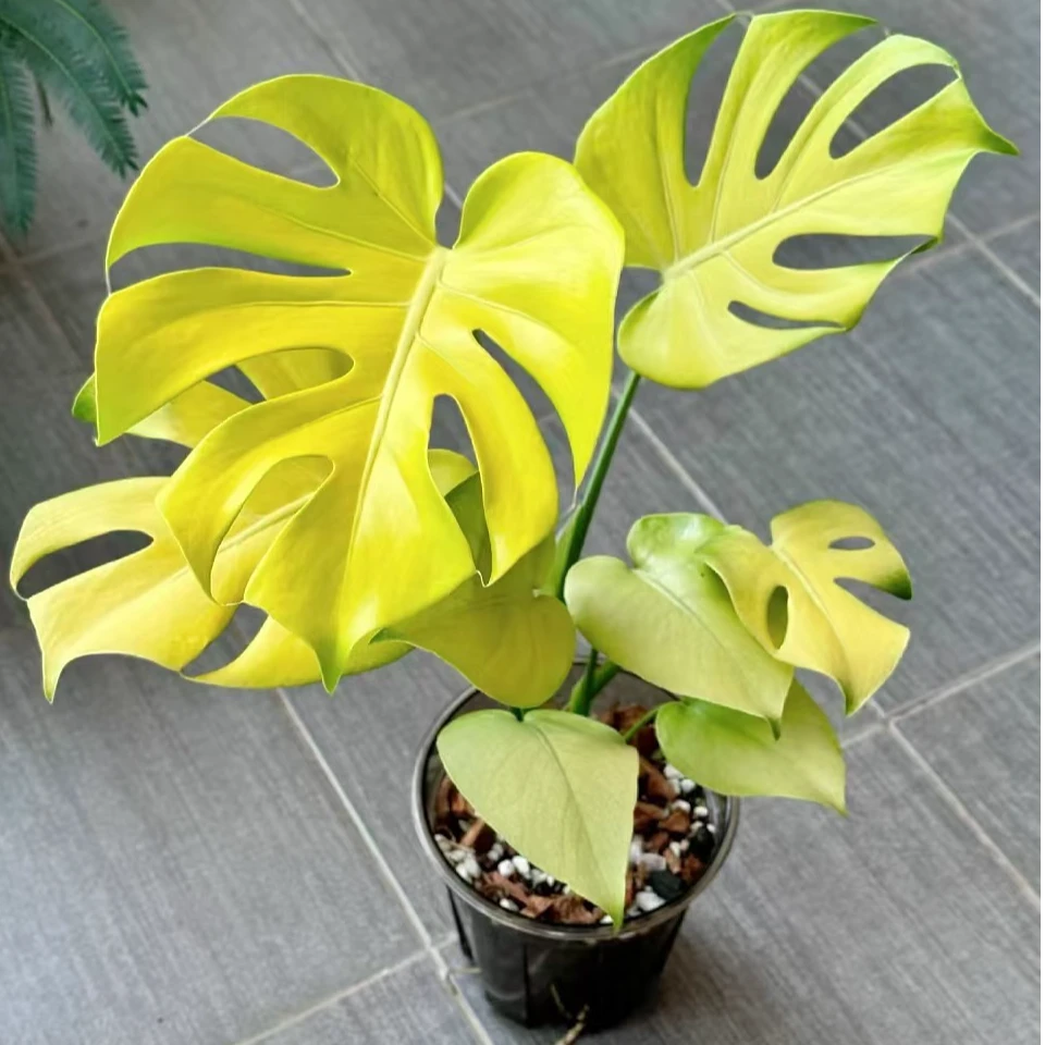 黄黄黄龟背竹锦化热带植物绿植花卉植物室内