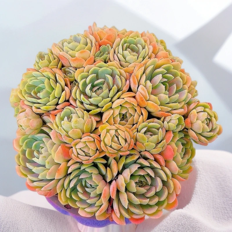 香水贝瑞多肉植物新手好养带盆带土皮实耐寒耐旱有淡淡清香味