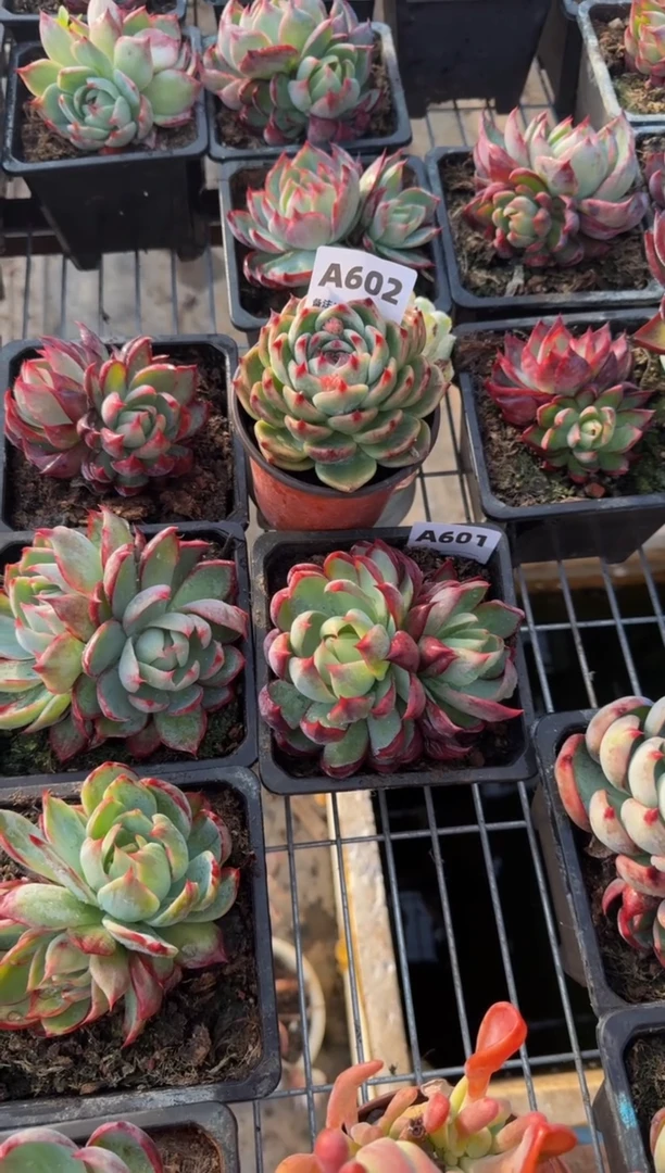 【闪购商品】A602吉娃娃杂（裸根发货）