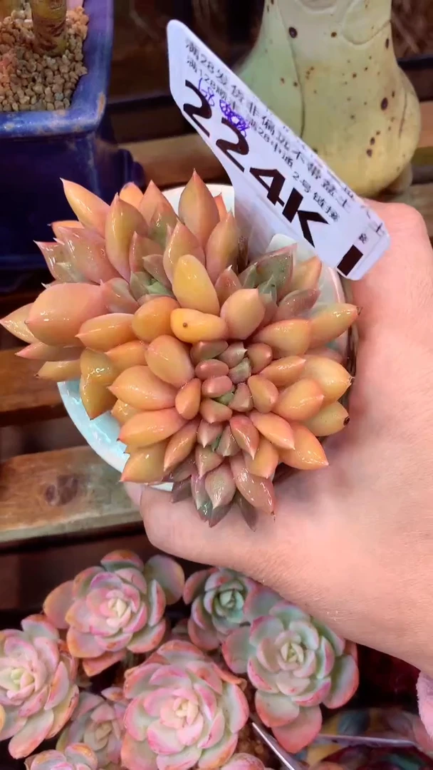 224K（一物一拍实付满28发货，默认不带盆土）