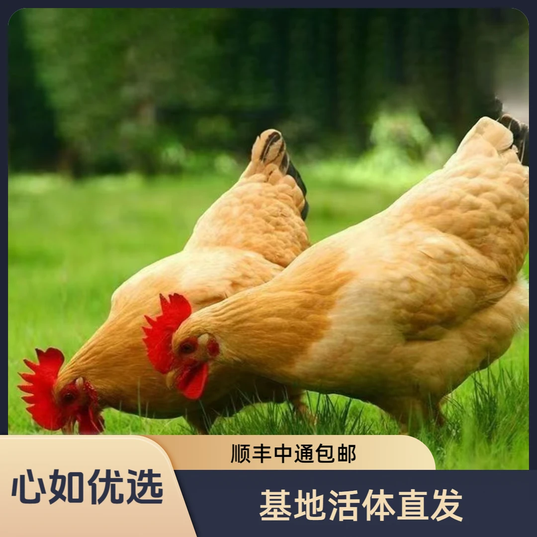 【8只】宠物活体古典黄鸡，8两左右到一斤发，顺丰中通包邮长尾鸡