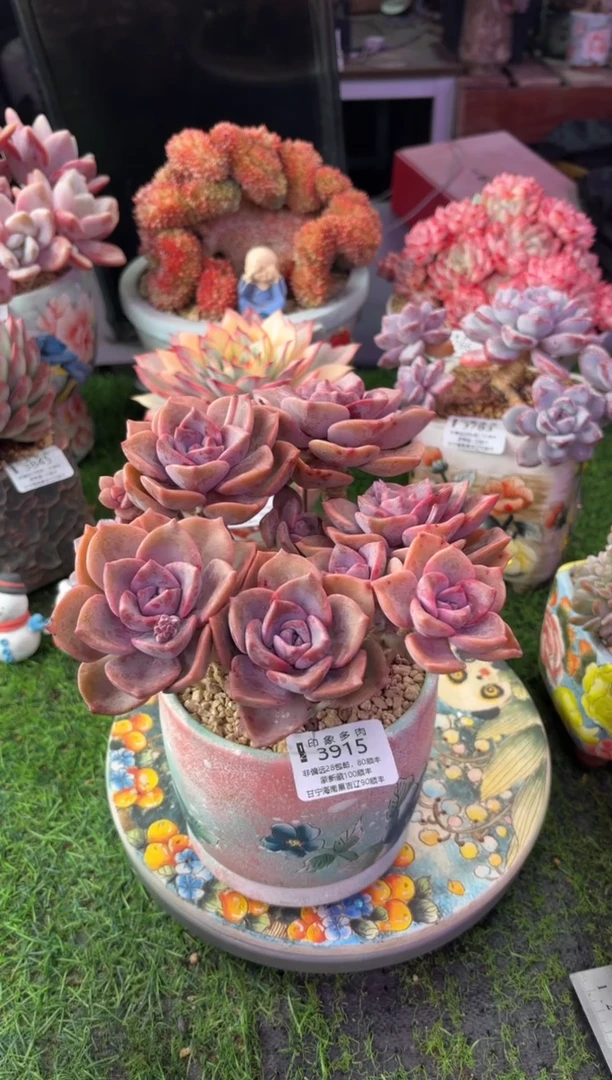 昆明印象多肉3915