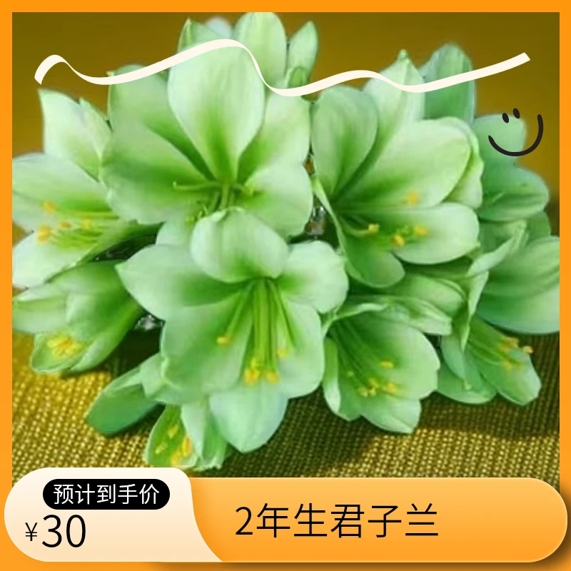 绿色花 君子兰多年生