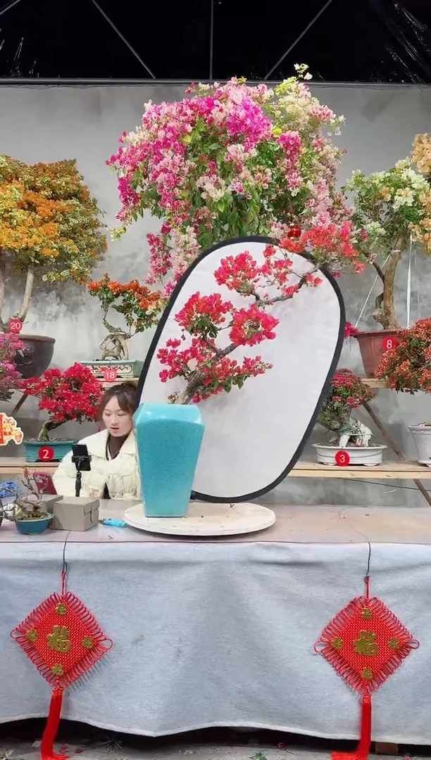 【闪购商品】盆景四季同安红