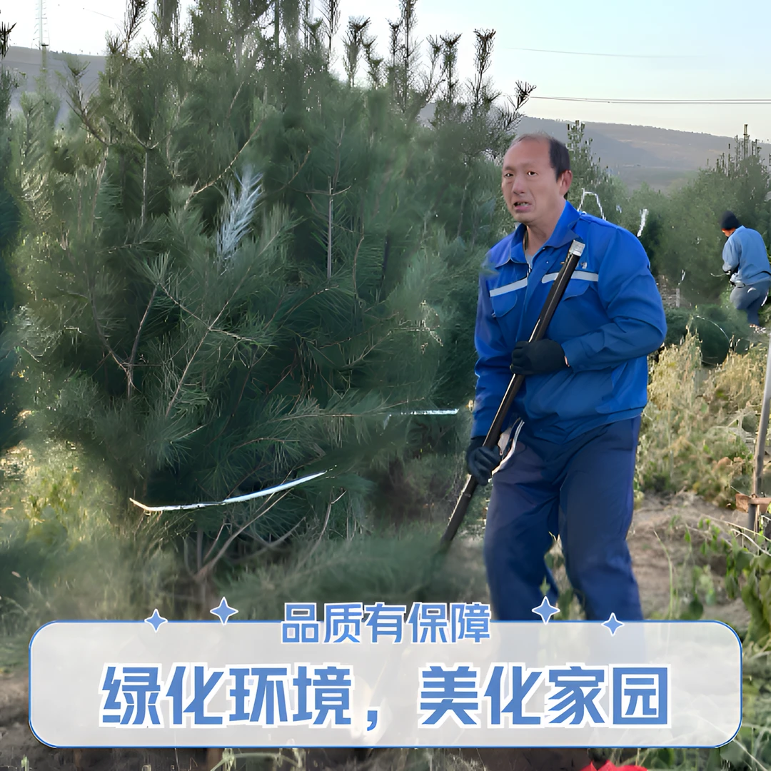 全国可以种植白皮松松树规格齐全不支持快递发货