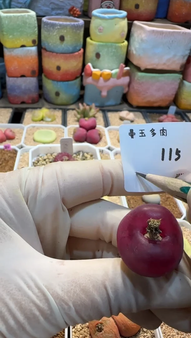【闪购商品】25.2.25-115