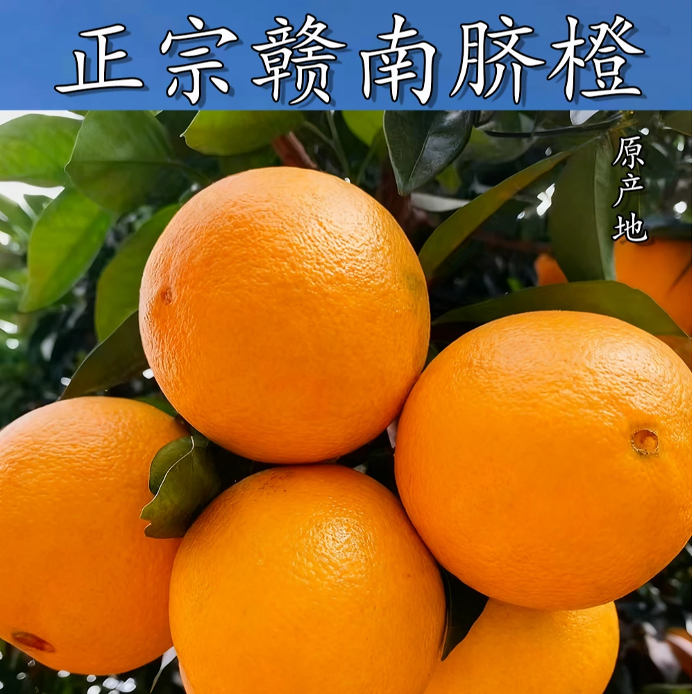 【新店开业】赣南脐橙 现摘现发 甜嫩多汁 果农直发