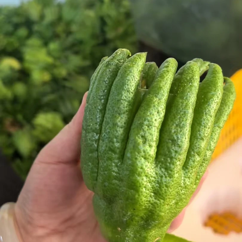 云南高山新鲜佛手柑带枝鲜果可闻香可室内观赏作香薰