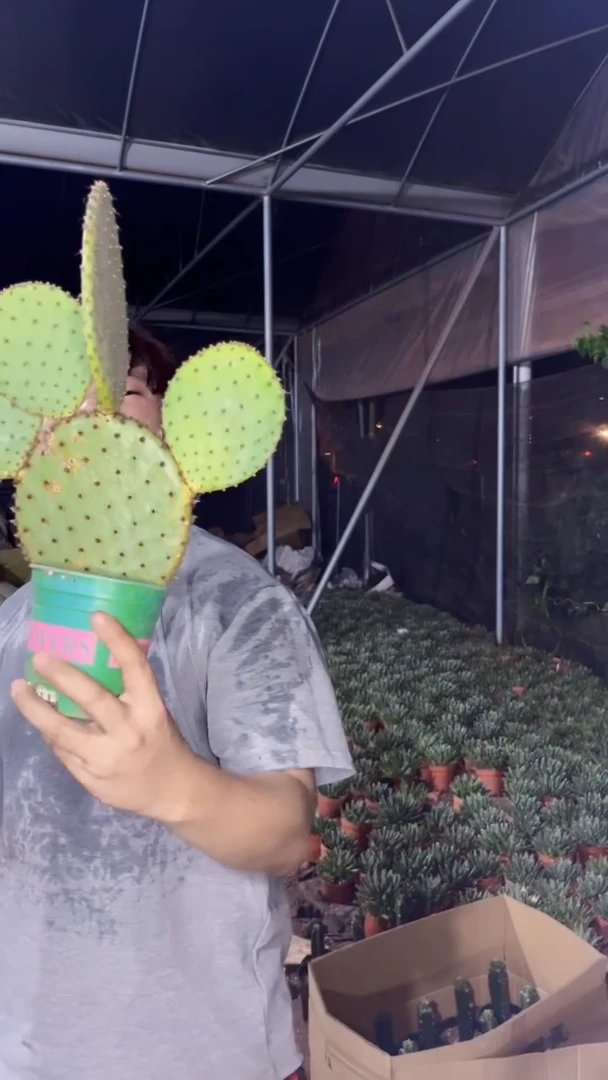 圣丽塔【带根】2个叶片起发