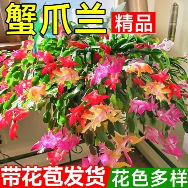 【带花苞】老桩蟹爪兰多色花苗盆栽大苗室内阳台好养花卉多季开花