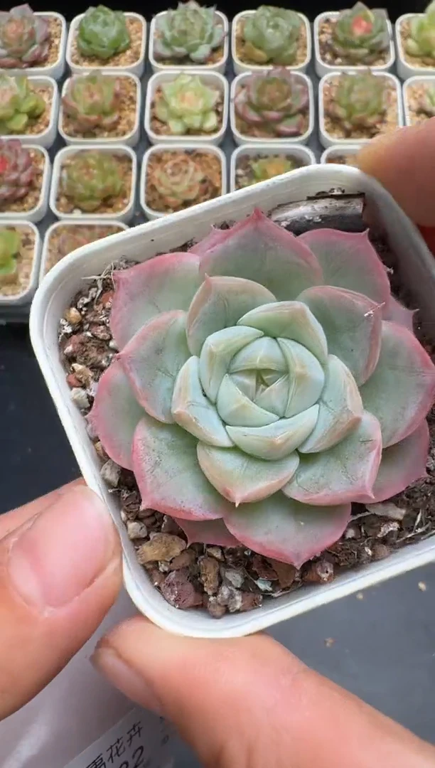 221G云禹多肉植物 脱土纸巾打包 3颗包邮