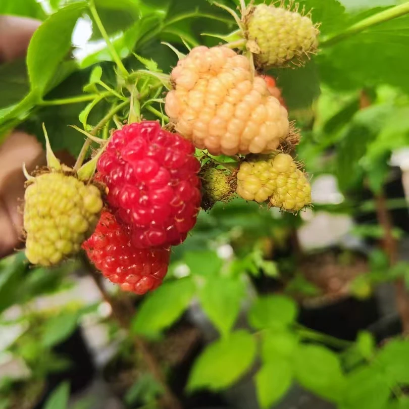 粤红一号四季红树莓盆栽