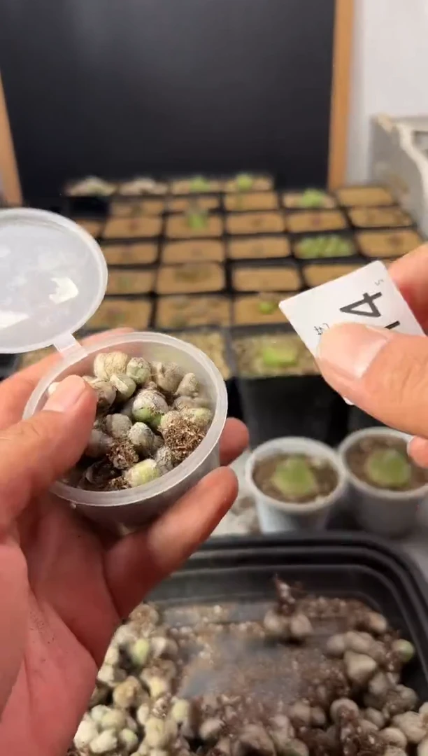 一物一拍            714