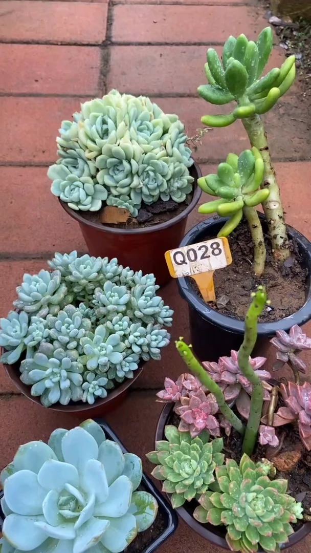 Q028多肉组合默认脱土发货