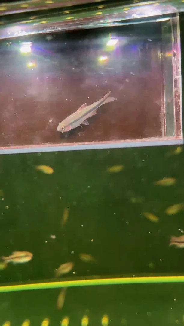 灯科鱼扛**浩皇室青*1